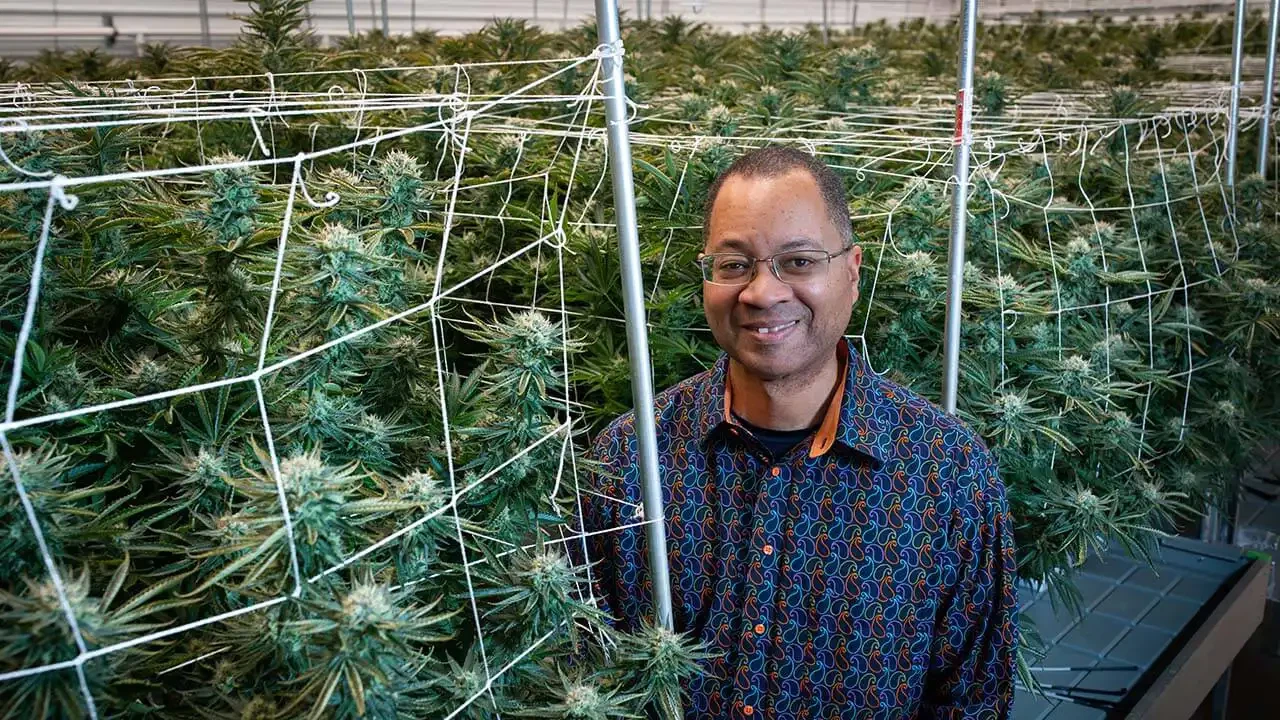 Die Trends in der Marihuana-Genetik werden im Jahr 2024 über einen hohen THC-...